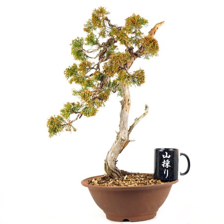 Juniperus Sabina 1139