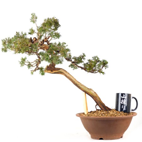 Juniperus Sabina 1145