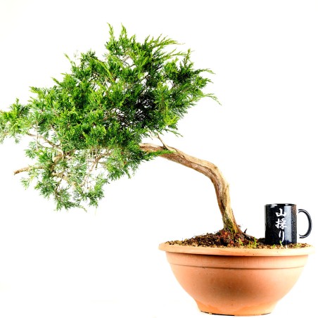Juniperus Sabina 1261
