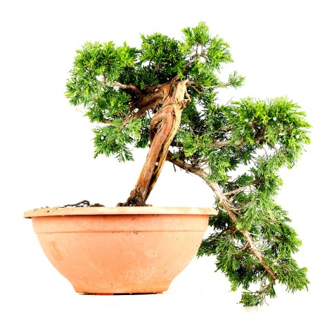 Juniperus Sabina 1263