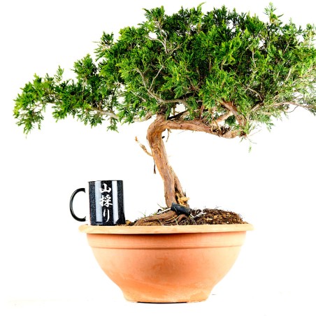 Juniperus Sabina 1267