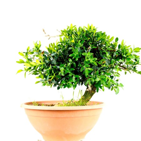 Buxus Sempervirens 1278