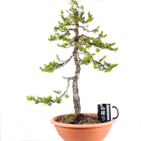 Pinus Sylvestris 1283