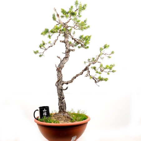 Pinus Sylvestris 1284