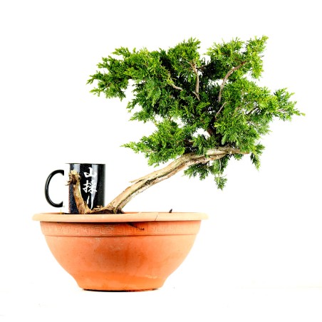 Juniperus Sabina 1268