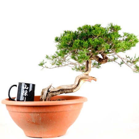 Juniperus Sabina 1270