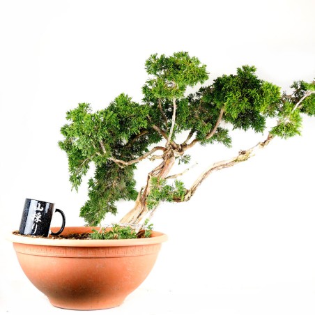 Juniperus Sabina 1271