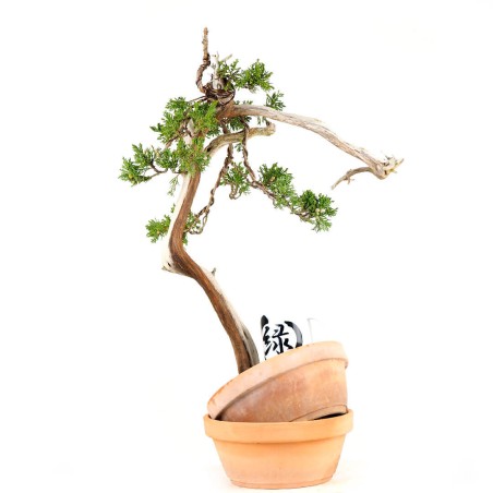 Juniperus Sabina 1100